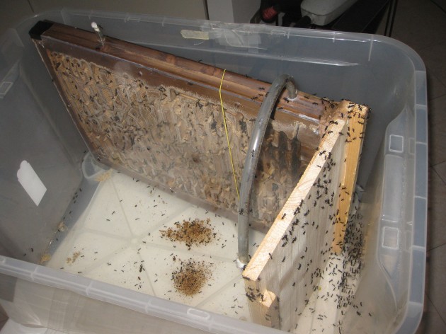 In piena operazione chirurgica