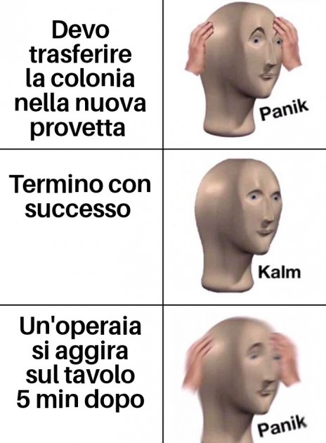 Successo pochi giorni fa con le Colobopsis truncata lol