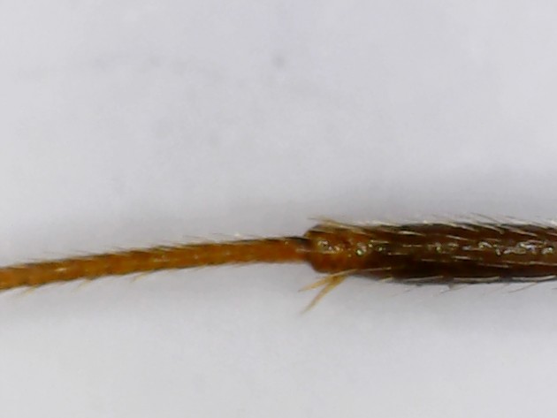 Zampa