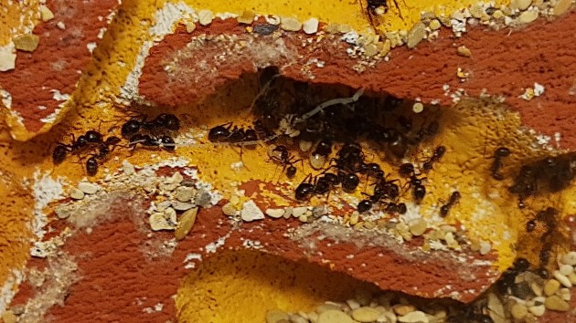 larve!