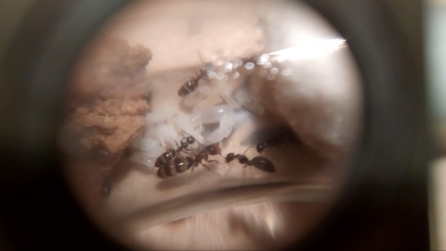 Soldato fisiogastrico