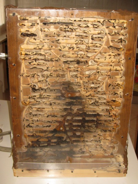 Il retro del nido, si può notare lo stato del legno nella parte bassa centrale: consumato, usato e sporcato da anni di frequentazione....