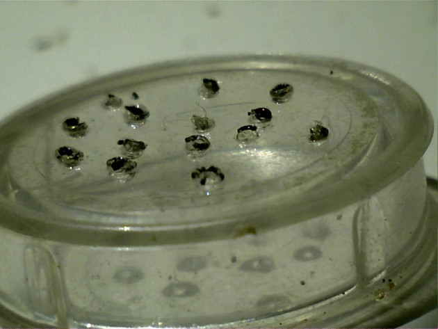 Particolare con cella chiusa. i buchi fatti con lo spillo, non i passa la testa delle operaie