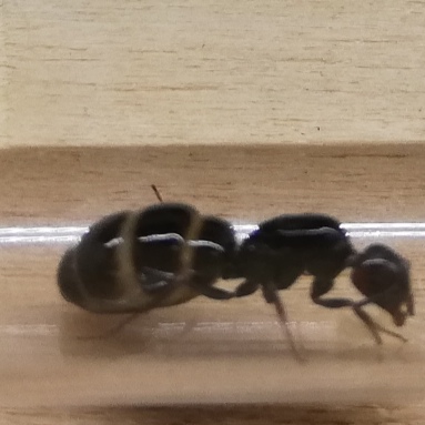 Formica 1