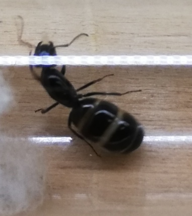 Formica 1