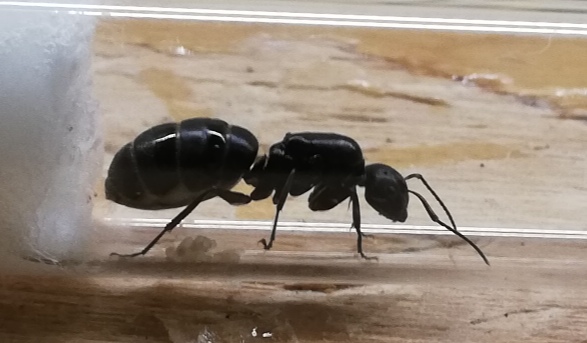 Formica 2