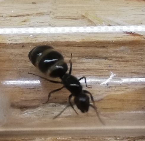 Formica 1