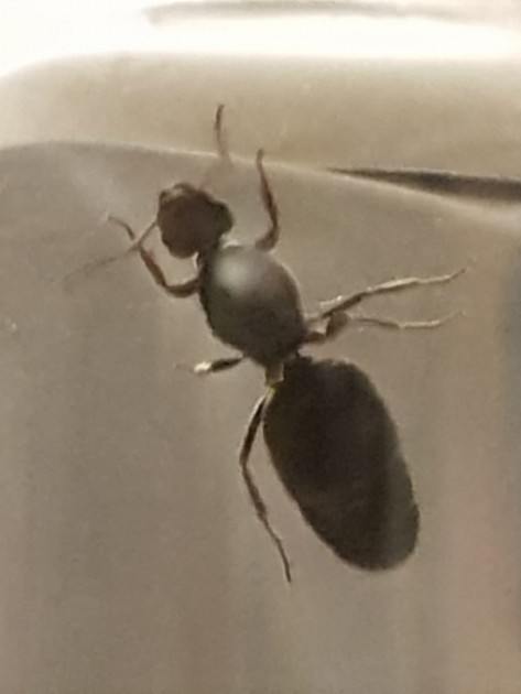 Formica da 1,1 cm