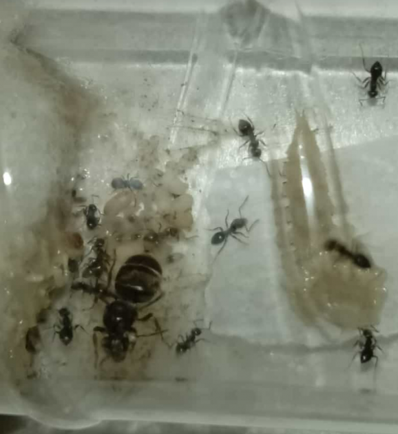 ecco la colonietta che si nutre di una larva di camola della farina