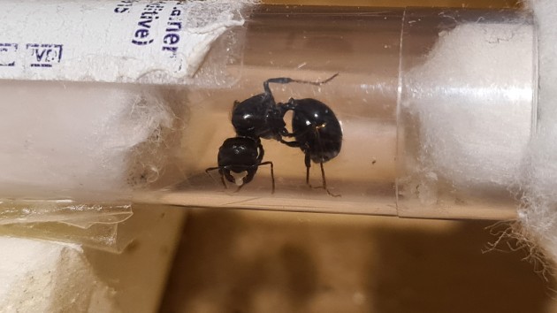 Questa dovrebbe essere una Messor capitatus, purtroppo dalla foto non si capisce bene, ma sembra avere già un pupa.