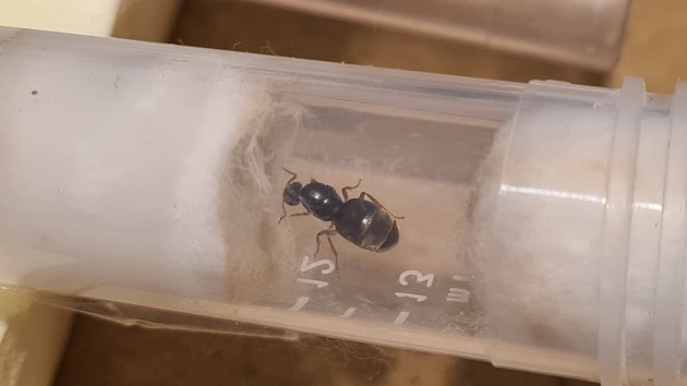 Questa potrebbe essere una Lasius?