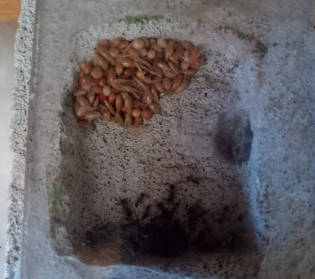 Qui si vede la nuova arena più piccola