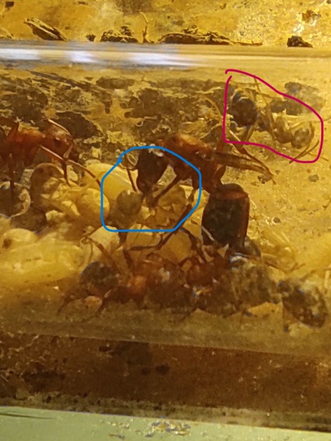 In rosa si può notare un'ausiliaria già più pigmentata, mentre quella cerchiata in azzurro è appena nata ed è tra le "grinfie" della regina.