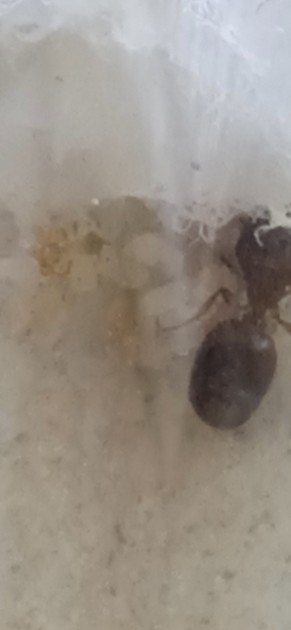 La nanitica è al centro un po' spostata a destra