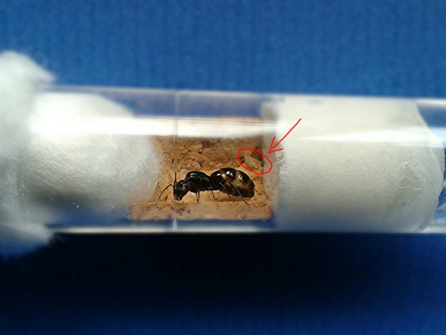Fig. 4: Grinta, con il gastro molto dilatato, e il pacchetto di uova fresche di deposizione in evidenza.
