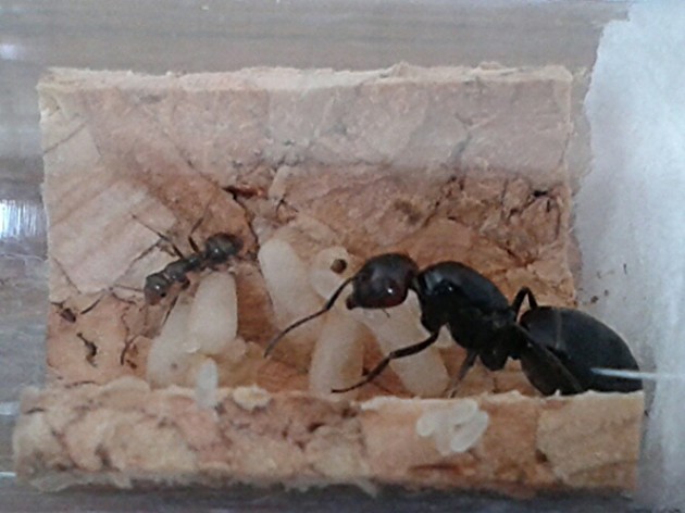 Fig. 9: Regina di Camponotus lateralis con prima operaia e covata (sparpagliata a causa di un colpo fortuito alla provetta).