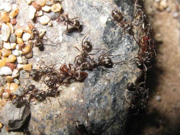 Le avanguardie vengono intercettate dalle sentinelle di Formica cunicularia. Vengono bloccate, ma anche immobilizzate riescono a essere letali e alla fine si liberano, per poi entrare e farsi uccidere definitivamente nelle stanze del nido.
