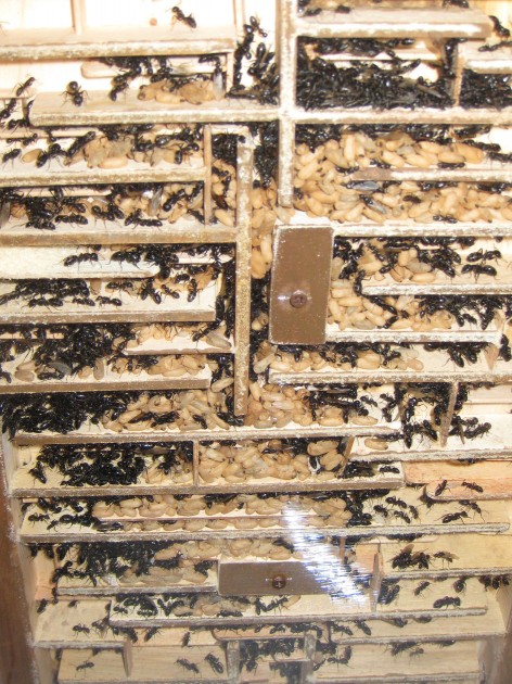 Nido in legno per Camponotus vagus. Sacrifico l'estetica alla funzionalità: le gallerie e le stanze sono ricavate incollando semplicemente sezioni di legno e persino bastoncini da ghiacciolo con il vinavil, una colla a base di acqua efficace e innocua per le formiche.
