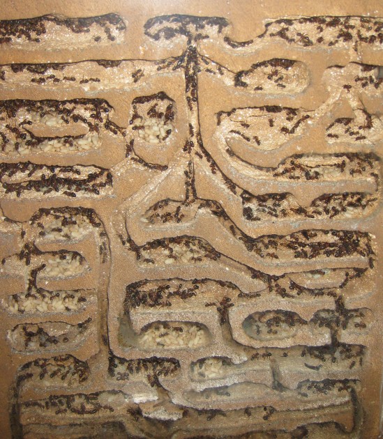 Nido in gasbeton colorato per Formica sanguinea. Verticale, con arena superiore, e più nessun tubo pensile di collegamento, salvo quelli di emergenza per i traslochi.