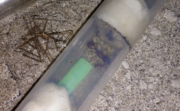 il 6 febbraio avevo rinunciato da un pezzo a inserire acqua nella provetta di plastica xD e gli ho lasciato una provetta fuori in caso di sete sono convinto che sappiano arrangiarsi da sole! noto con piacere che ci sono 18 larve e che sono abbastanza cicciottelle! quindi mi rassicuro di non aver fatto danni il mese prima!