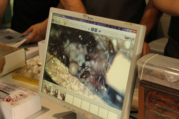 Particolare delle formiche ripreso con microscopio usb