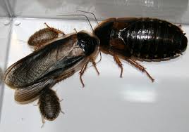 Blaptica dubia esemplare maschio e esemplare femmina