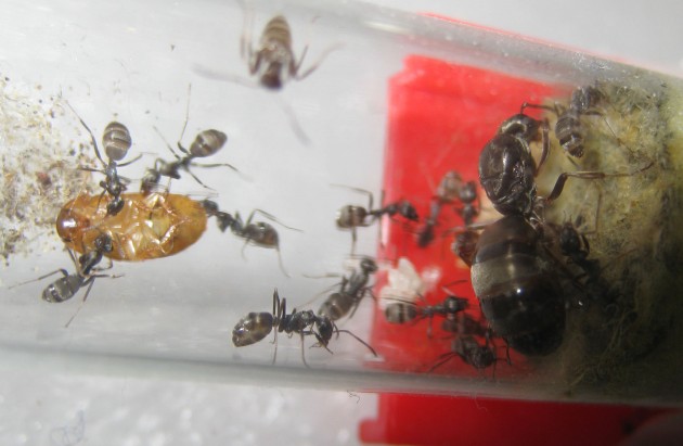 Prime deposizioni e prime cacce: una mini-blatta è trasportata in provetta e su di essa verranno poste alcune larve, che sembrano alimentarsi da sole...