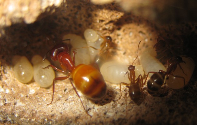 Da notare il culon... ehm, il gastro, di questo soldato. Dopo settimane, i tergiti cominciano a pigmentare sul nero, ma è un processo lentissimo, rispetto alle altre specie che ho osservato.