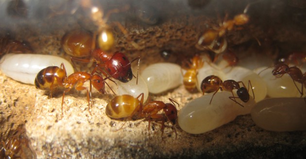... Questo individuo è ancora giovane, potrebbe avere poco più di un mese. La chitina del gastro è ancora giallo “carico” e solo tenaglie e capo sono pigmentati con colori più cupi.<br />Possiamo ipotizzare che le larve più grandi potrebbero trasformarsi in soldati più grossi di questo, ma non ancora nei 18 mm di una regina...