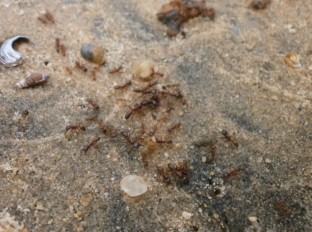 Driver ants (Dorylus) sulla spiaggia del Lago Vittoria ad Entebbe, qui le abbiamo incontrate per la prima volta <br />(Foto: I.Toni).