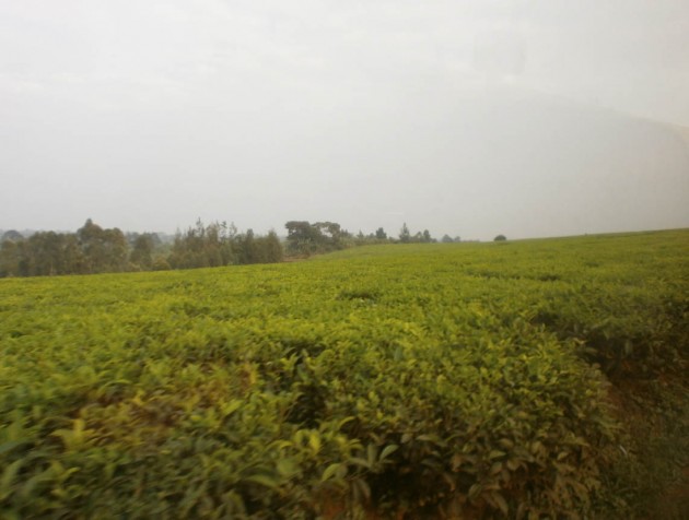 Prima di arrivare a destinazione abbiamo attraversato anche estese piantagioni di tè (che non avevo mai visto prima) e di tanto in tanto si vedevano alcuni braccianti che ne raccoglievano le foglie.