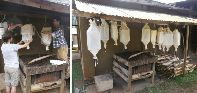 Una volta alla biological station il materiale raccolto viene messo in piccoli sacchetti di rete a loro volta inseriti in “scafandri” di tela bianca. In fondo viene fissato un bicchiere di plastica con alcool. Nell’arco di alcuni giorni tutte le formiche (e non solo) presenti nel campione finiranno nel bicchiere. Questa è la tecnica che permette di catturare il maggior numero di specie (Foto: I.Toni).