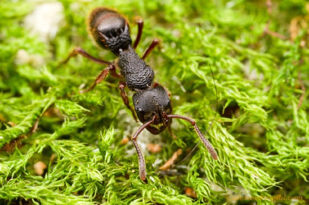 Tra le mie raccolte ho anche un operaia di Phrynoponera della quale mi piace molto la morfologia del peziolo (Foto: A.Wild) (http://myrmecos.net/).