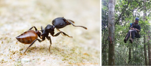 Un’ operaia del genere Crematogaster (uno dei miei preferiti) (Foto: A.Wild) (http://myrmecos.net/) e l’assistente dei professori B. Blaimer (Foto: I. Toni) mentre lavora per la sua tesi che sarà appunto incentrata sulle formiche di questo genere che sono arboricole e foraggiano sugli alberi.