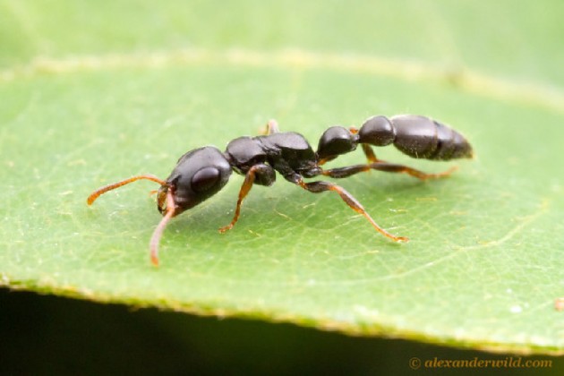 Operaia di Tetraponera mocquerysi mentre foraggia (Foto: A.Wild) (http://myrmecos.net/). Le Pseudomyrmecinae sono molto veloci e l’unico modo con cui riuscivo a catturarle era usando direttamente le dita, quindi spesso mi sono beccata dolorose punture di difesa.