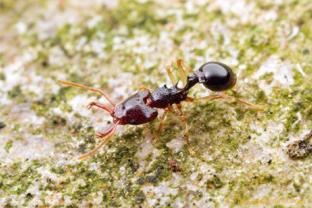 Microdaceton sp. (Foto A.Wild) (http://myrmecos.net/)