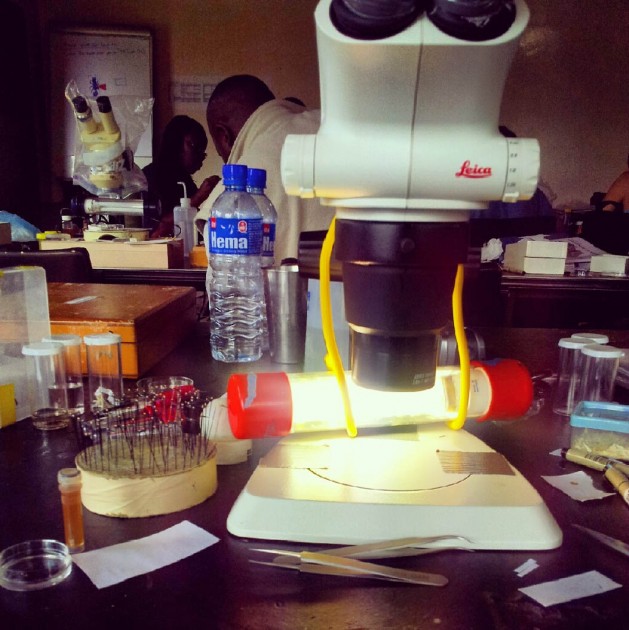 Immagine dello stereomicroscopio e parte dell’attrezzatura utilizzata in laboratorio (Foto: E. Soh).