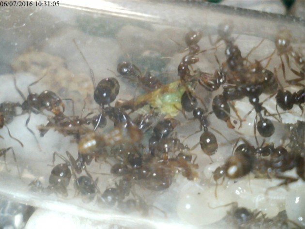 Una preda catturata proprio stamattina e triturata dalle operaie