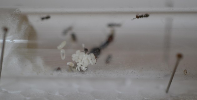 -4.b) Il grappolo di uova e larve.