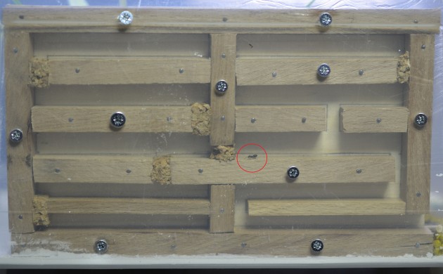 -8.e) Formicaio in legno 'a parete' con prima inquilina.