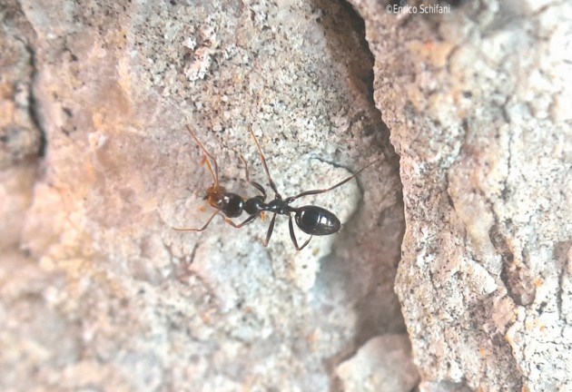 Lepisiota nigra (Dalla Torre, 1893)