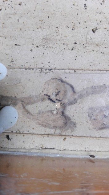 Come vedete in foto, ho fatto alloggiare la colonia in un piccolo formicaio in gesso