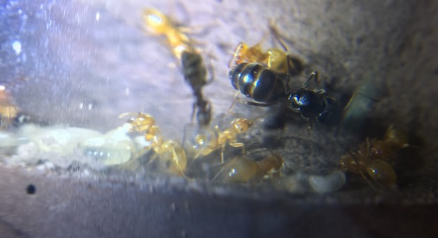 La regina si trova nella stanza dei bozzoli, dove vengono portate anche le larve più grandi.