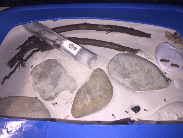 Arena soprastante, fondo in gesso mischiato a sabbia di fiume marroncina, inseriti nel gesso ho messo sassi e legnetti.