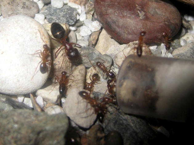 Una major, che non supera i 12 mm, e appare massiccia solo perché in contrasto con le agili e delicate operaie minori.