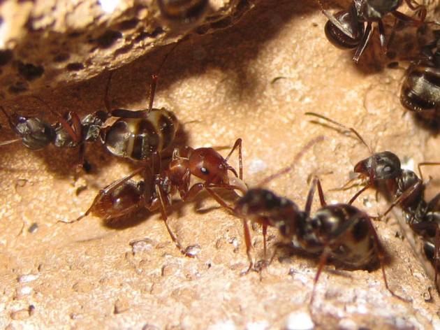 Una guerriera Polyergus che trasporta un uovo! Non avevo ancora visto una simile manifestazione di collaborazione con le ausiliarie in altre occasioni.