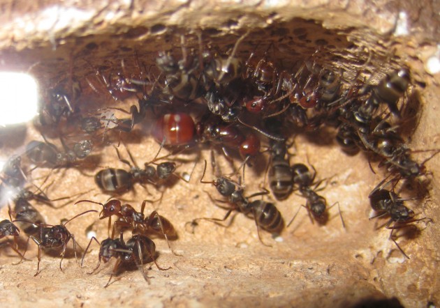 In alto a sinistra, si vedono le uova. La regina è sempre circondata da ausiliarie, il gastro è in dimensioni ottimali, ma non molto dilatato.