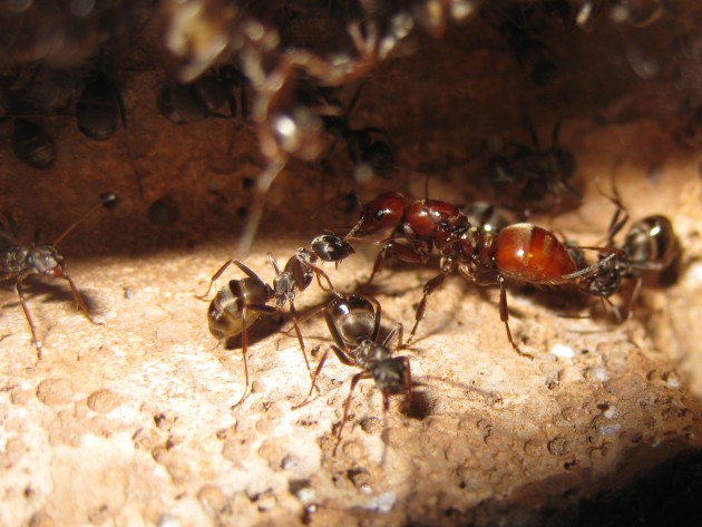 Un bellissimo momento di intimità: una ausiliaria sollecita il gastro della regina, che sembra avere un uovo fra le mandibole affilate. Per nutrimento? Sarà un uovo suo, o delle ausiliarie?