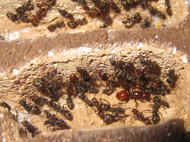 La colonia quasi al completo. L'assenza di larve mantiene la famiglia in una inattività quasi totale, con nessuna foraggiatrice all'esterno.