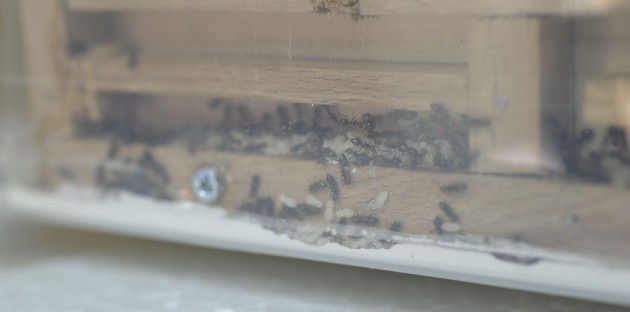-14.a) Le stanze inferiori del nido sono quelle più vicine al tappetino. Anche il gesso sottostante è stato scavato.
